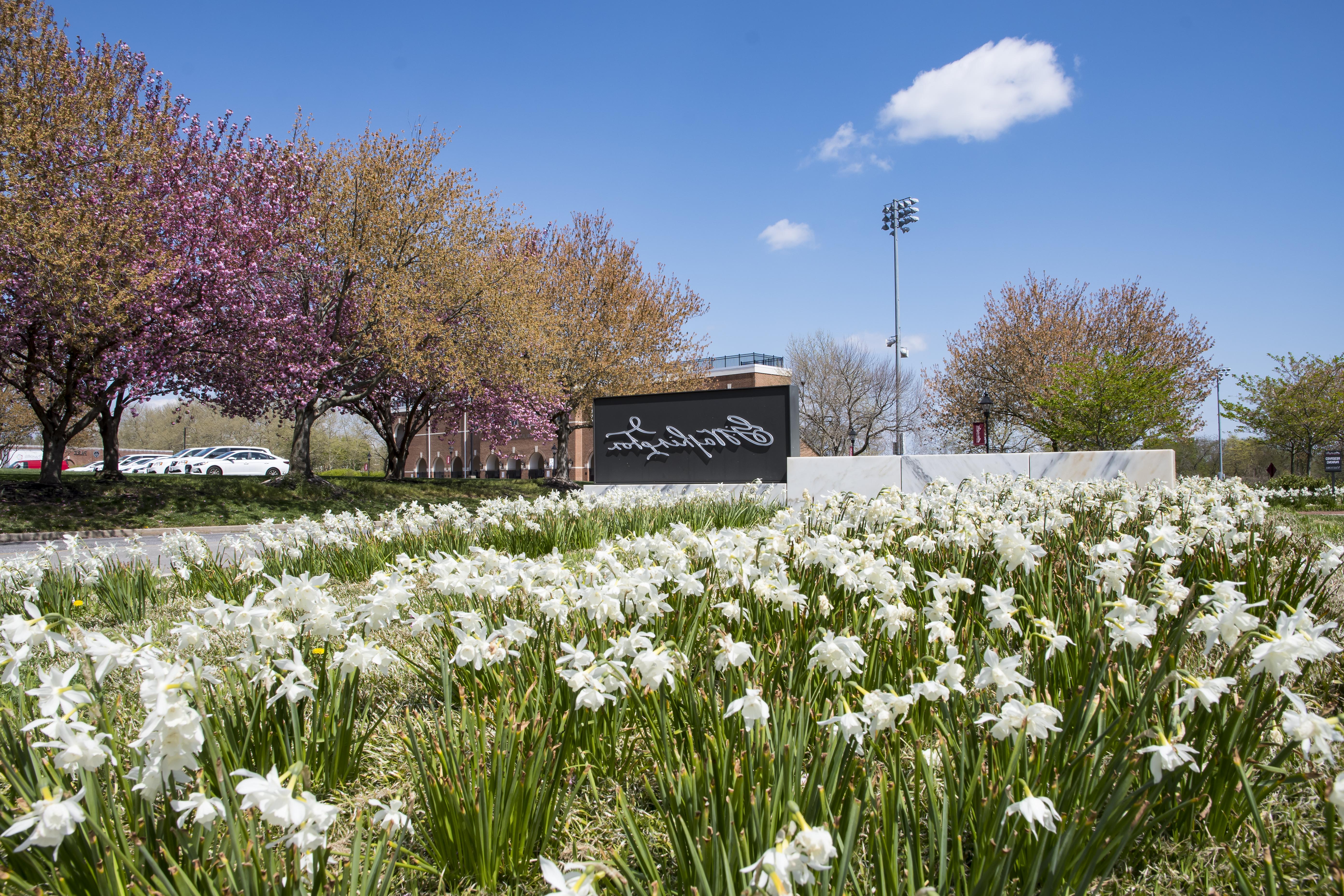 spring flowers at Washington College 